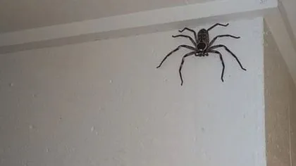 Havalar ısınınca o ilimizde ortaya çıktı! Zehirli et yiyen örümcek… 🕷