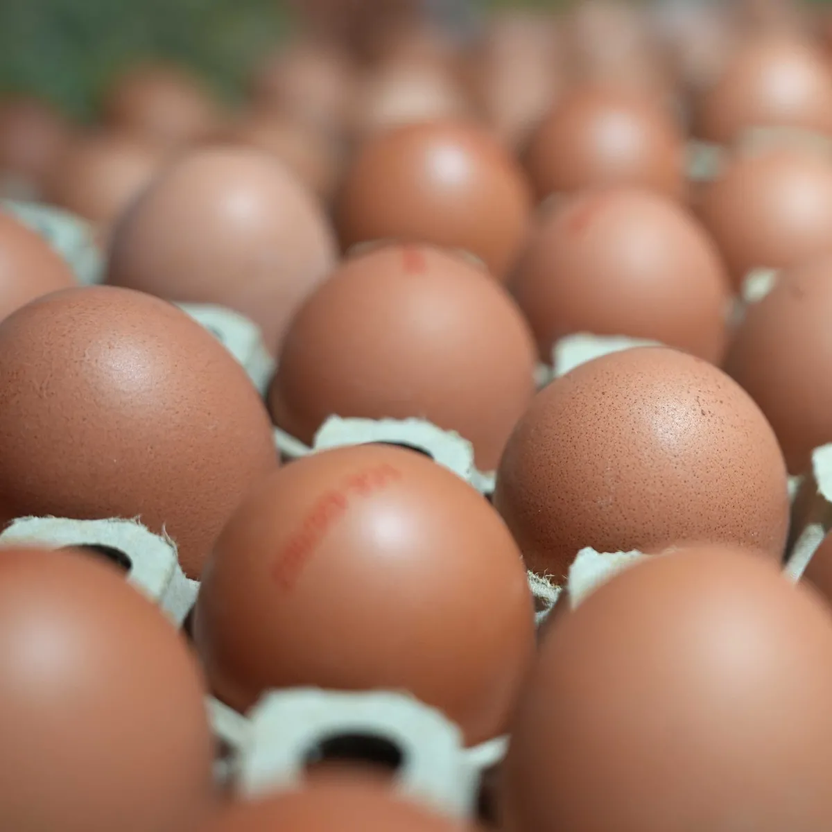 Yumurtadaki kod hilesine dikkat! Hangi numara ne anlama geliyor?