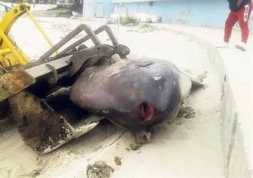 Ay ışığında parlayan dev ölü halde bulundu!