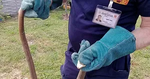 Bolu’da yılan paniği