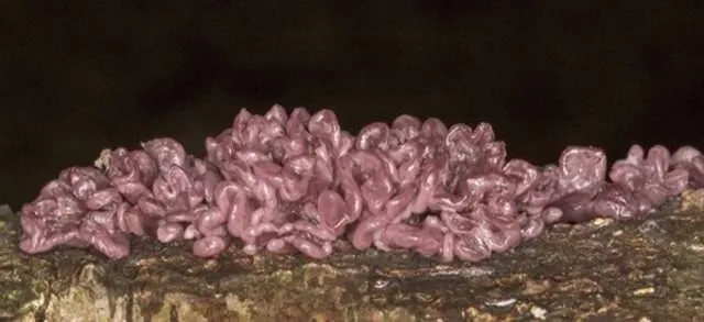 Birbirinden tuhaf bitkiler, sebze ve meyveler...