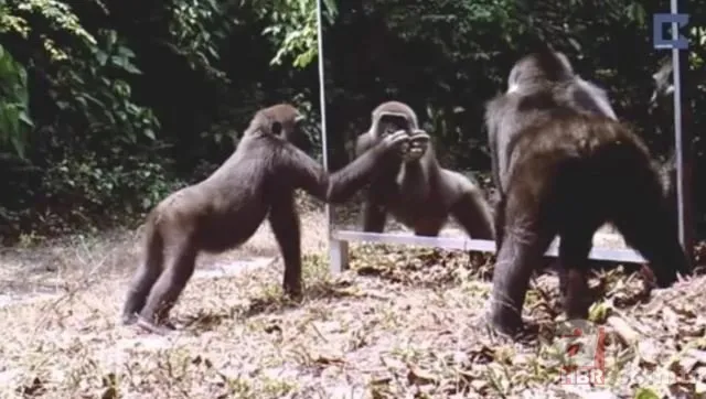 Vahşi doğada daha önce böylesi görülmedi! Goril aynada kendisini görünce saldırmaya başladı 22