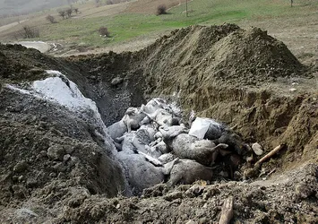 Depremde hayvanları telef olanlara destek