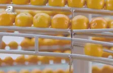 Portakal kabuğundan bardak yapan robot