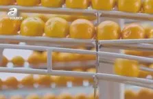 Portakal kabuğundan bardak yapan robot