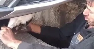 Sanayide ’tavşan’ kurtarma operasyonu!