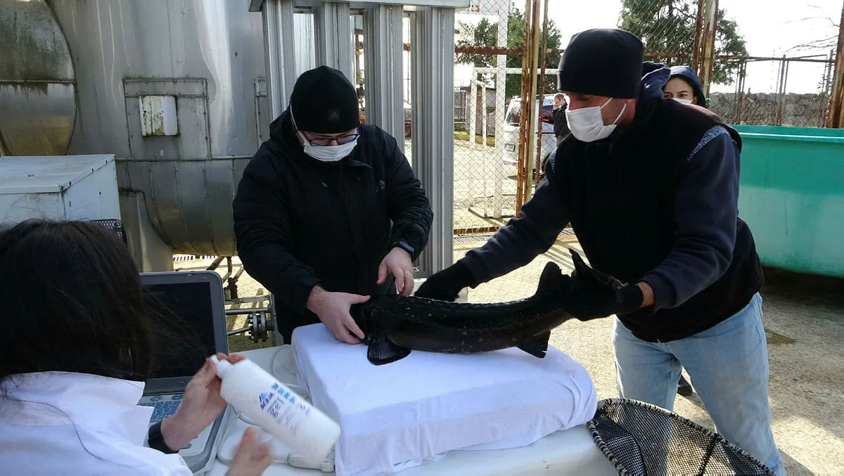 250 milyon yıllık geçmişi olan Mersin Balığı'nın 3 türü tükendi, kalan 3 türü ise kırmızı listede!