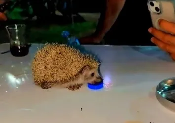 Siirt'te susayan kirpiye vatandaşlar su içirdi