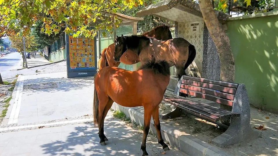 Aç kalan atlar şehri altüst etti