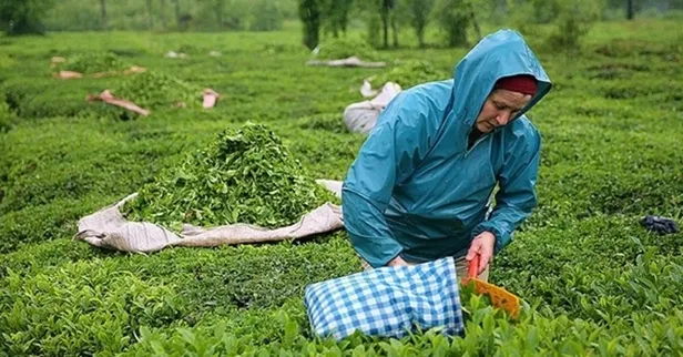2023 çay desteklemeleri ne zaman ödenecek? Çay destekleme 2023 ne kadar olacak, açıklandı mı? Rize, Artvin, Trabzon... - 1