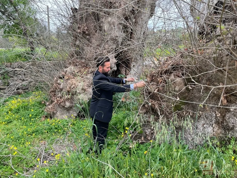 Bodrum'da 2 bin yıllık çınar ağacı bulundu 7