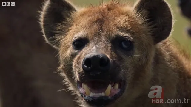 İzmir'de sırtlan paniği! "Tire canavarı" korku salıyor 4