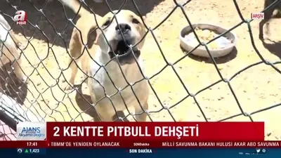 Pitbull 8 yaşındaki çocuğa saldırdı