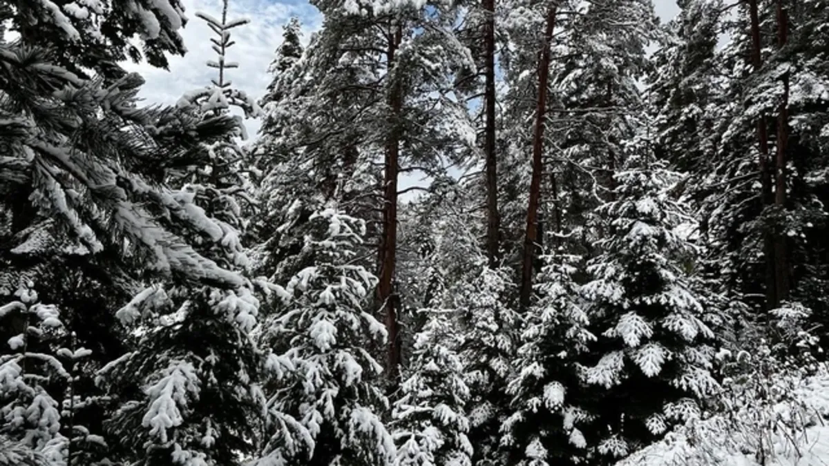 Sinop'a mevsimin ilk karı yağdı
