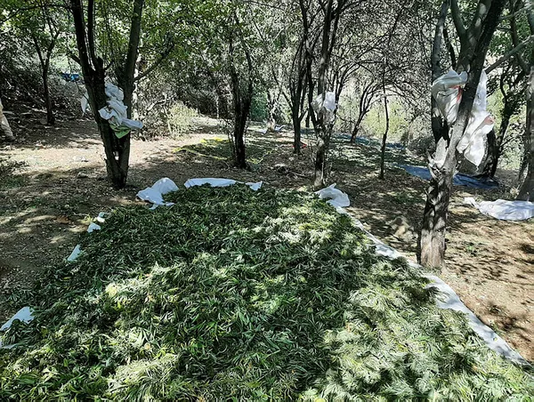 Diyarbakır’daki operasyon sonrası ateşe verildi: 1 ton 530 kilogram esrar ve 2 milyon 850 kök skunk...