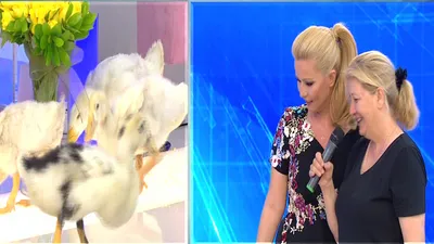 Müge Anlı’nın ördekleri stüdyoda!
