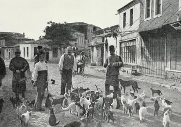 Kediyi sevmek imandandır…