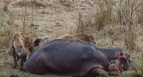 Dünya tarihinde böyle bir görüntü kayda alınmadı! Sırtlanlar su aygırını tuzağa düşürdü