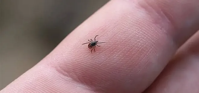 İstanbul'daki keneler tehlikeli mi? Açıklama geldi