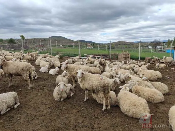 Kurbanlık Fiyatları 2024 | Koyun, keçi kurbanlık bedeli ne kadar, kaç TL? Küçükbaş hisseleri... 7