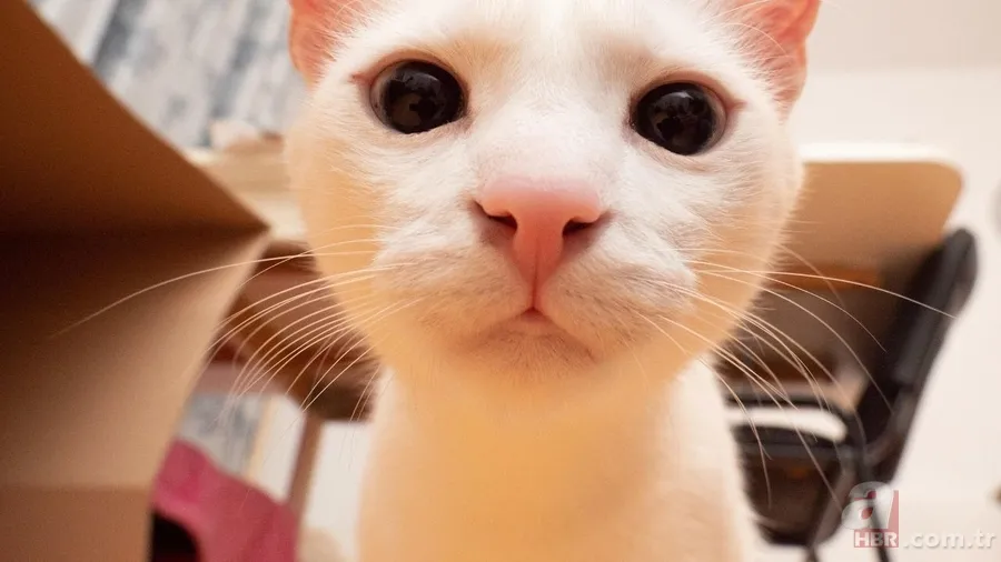 Kediler ve psikolojik etkiler: Şizofreni riskini artırabilir mi? 4