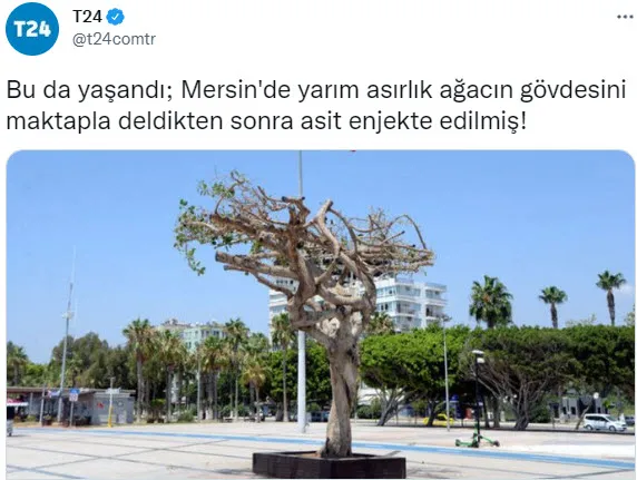 Mersin'deki Özgecan Aslan Barış Meydanı'ndaki ağacın nasıl zehirlendiği ortaya çıktı! CHP kumpasına fondaş çanak tuttu