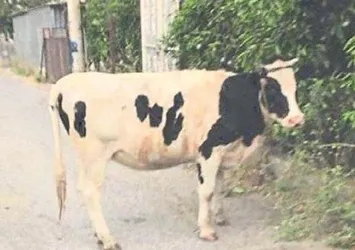İnekli paylaşıma ceza! Bu fotoğraf başını yaktı
