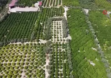 Yılda 1 milyon tondan fazla üretiliyor