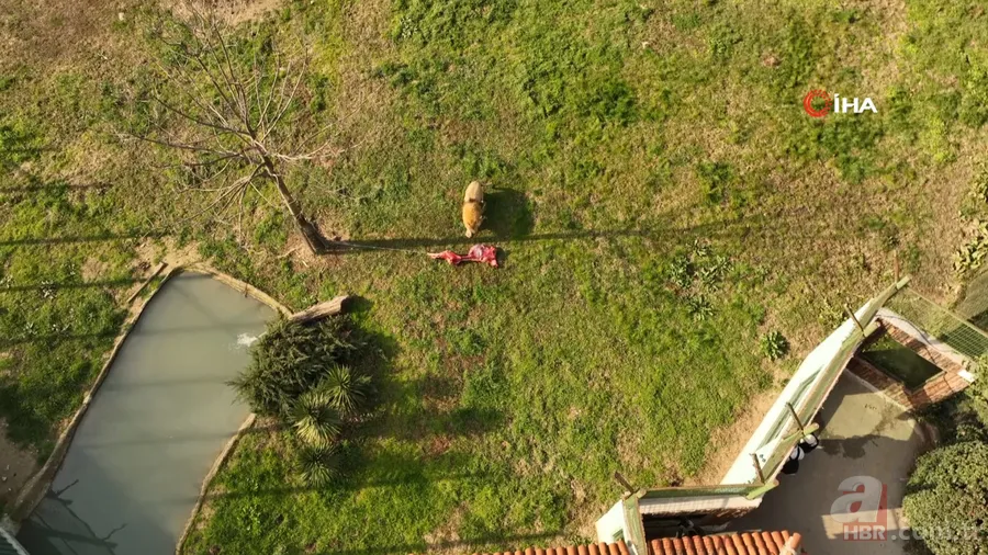 Aslanlar böyle yedi! Vahşi doğa belgeselleri aratmayan görüntüler Türkiye'den 2