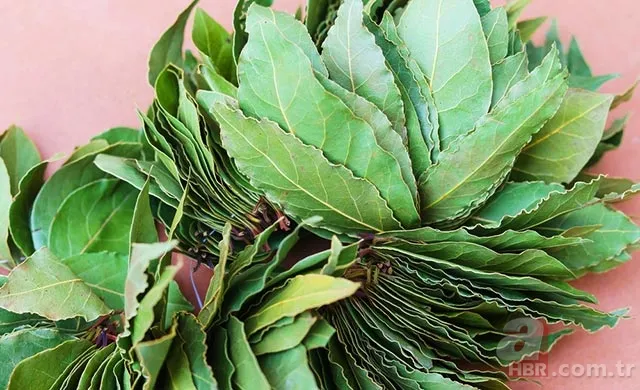 Evde defne yaprağı yakmanın faydaları 2