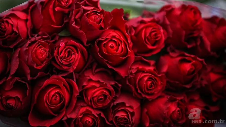 Antalya'dan dünyaya sevgi eli: 14 Şubat öncesi 70 milyon çiçek ihracatı 4