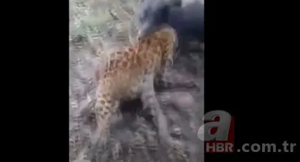 Jaguar başıboş köpeklere av oldu! Dehşet dolu anlar kamerada