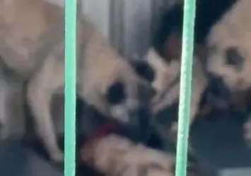 Aç bırakılan köpekler birbirini yedi! CHP’li belediyenin barınağında korkunç olay
