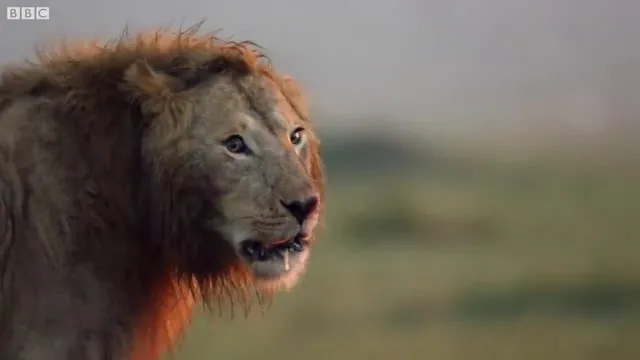 Sırtlanların arasında tek başına kalan aslanın mucize kurtuluşu! Son anda öyle şeyler oldu ki...