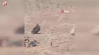 Belgesellerde görüyordu! Kendisi görüntüledi