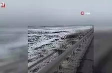 Kurt sürüsü şehir merkezine indi