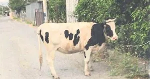 İnekli paylaşıma ceza! Bu fotoğraf başını yaktı