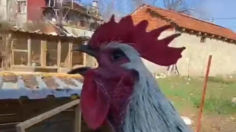 Video görenleri şoke etti! Horoz elinde öterken öyle bir şey oldu ki...