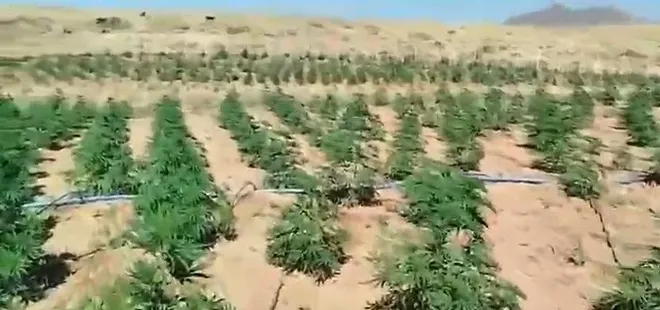 Bingöl'de 23 bin kök kenevir ele geçirildi