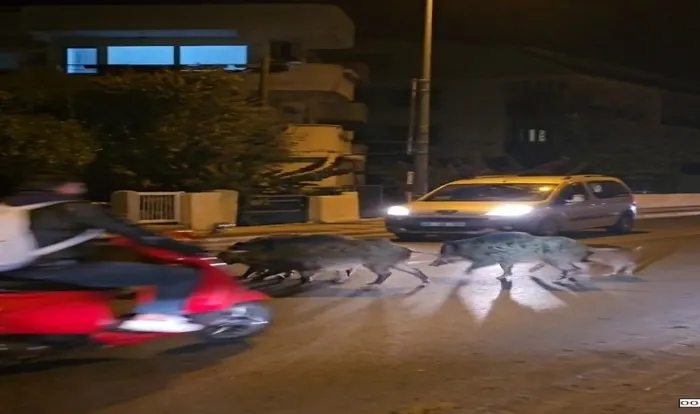 Marmaris'te yaban domuzları cadde ve sokak istila etti - 2