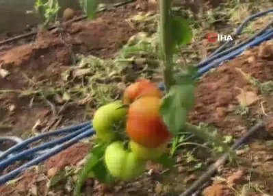 Domateste ilk hasatlar gelmeye başladı