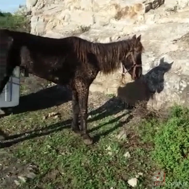 Ruam hastalığı nedir, ölümcül mü? Ruam hastalığı insanlara bulaşır mı? Ruam hastalığı belirtileri neler?