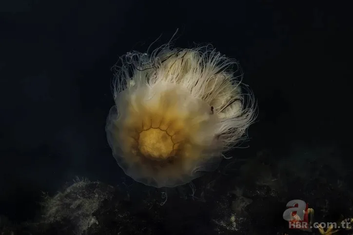 Mavi balinadan bile uzun olan o canlı: Ne beyni var ne de kemiği 4