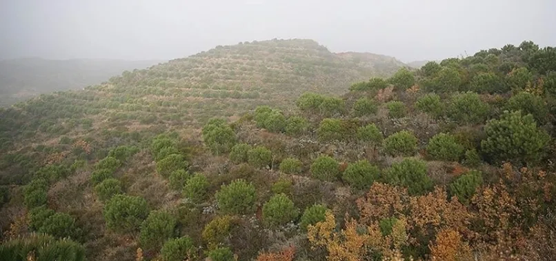 Hatay'da ormana girişler 4 ay yasaklandı