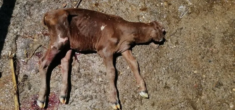 ordu da tek gozlu dunyaya gelen buzagi dogumdan 10 dakika sonra oldu
