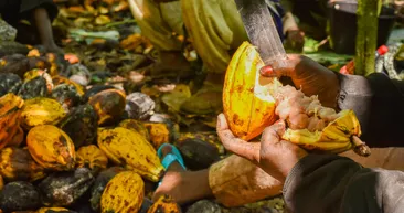 Kakao hasadı başladı! Kilosu 11 dolardan satılıyor