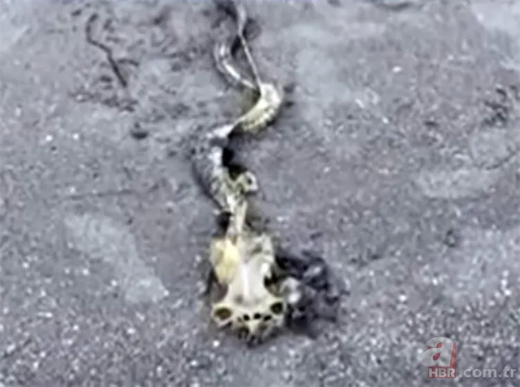 ABD kıyılarına vuran deniz canlısı bilim insanlarını şoke etti! Görüntüleri servis edildi 6