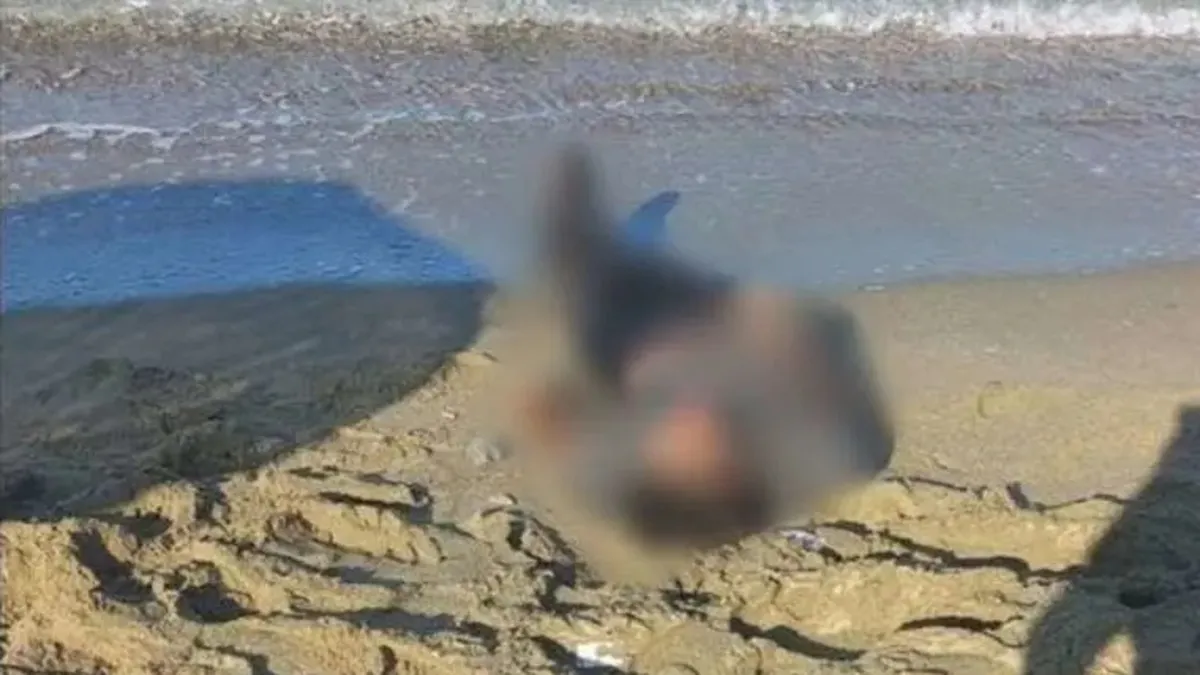 Sakarya'da derede erkek cesedi bulundu