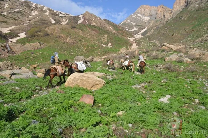 Terörden temizlenen Şırnak dağlarında huzur! Endemik bitkileri toplamak için dağlarda kamp kuruyorlar