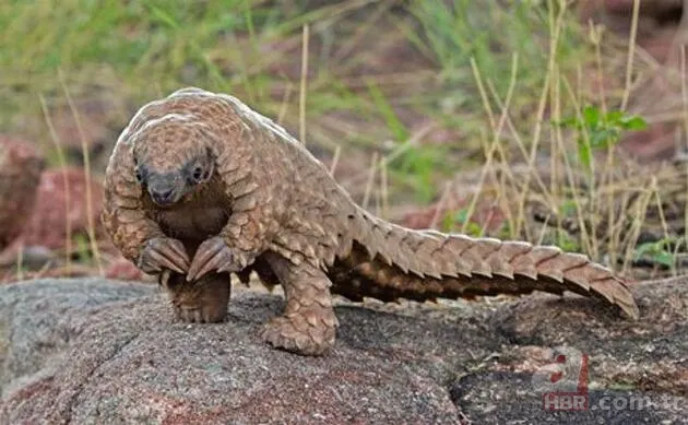Pangolin koronavirüs taşıyıcısı çıktı! İşte Pangolinlerin yaşadığı ülkeler ve bölgeler... 9